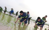CAH Phú Xuyên hăng hái xuống đồng giúp dân cấy lúa
